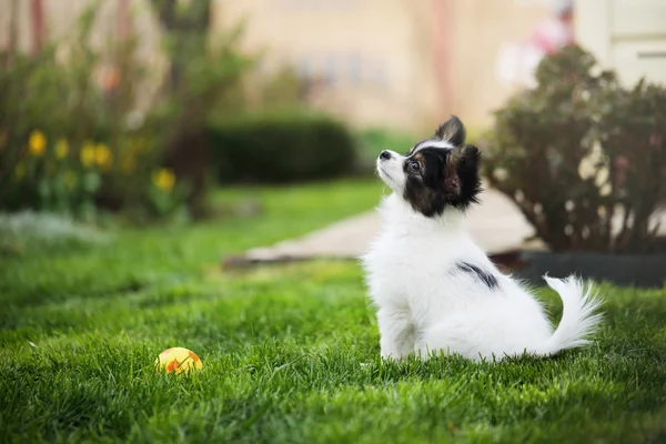 Köpek çim — Stok fotoğraf