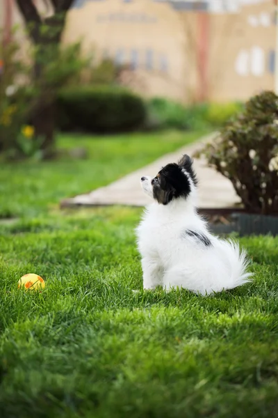 Köpeklerine bir top çimen — Stok fotoğraf