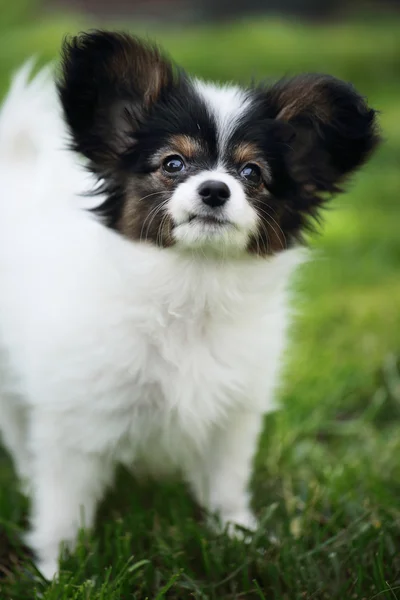 Races de chiots Papillon, gros plan — Photo