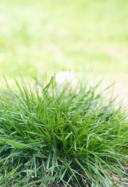 부시 대통령은 녹색 잔디 — 스톡 사진