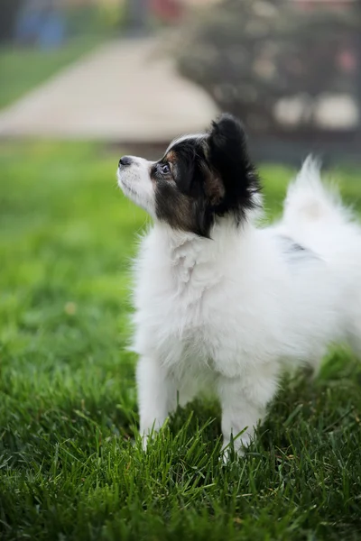 子犬犬パピヨン — ストック写真