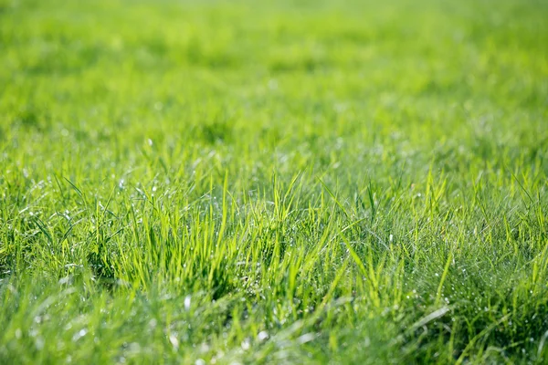 Hierba verde fresca — Foto de Stock