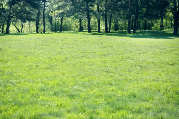 阳光明媚的草地在公园里 — 图库照片