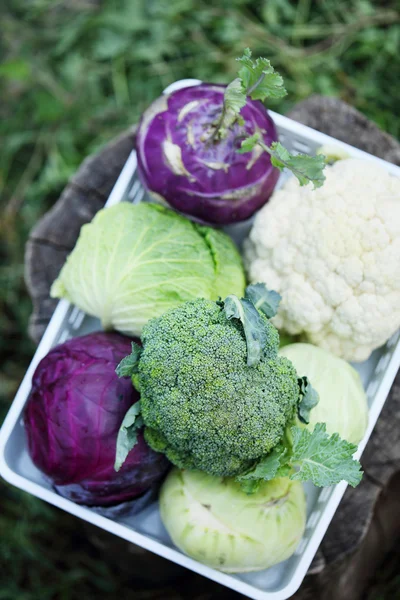 Collection of various types of cabbage — Stock Image Collection of various types of cabbage Stock Image