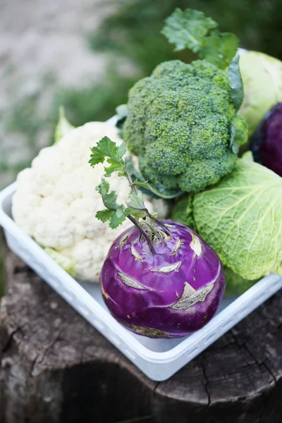 Collection of various types of cabbage — Stock Image Collection of various types of cabbage Royalty Free Stock Photos