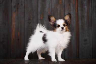 sevimli, küçük bir köpek yavrusu papillon portresi