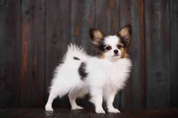 かわいい小さな子犬パピヨンの肖像画 — ストック写真