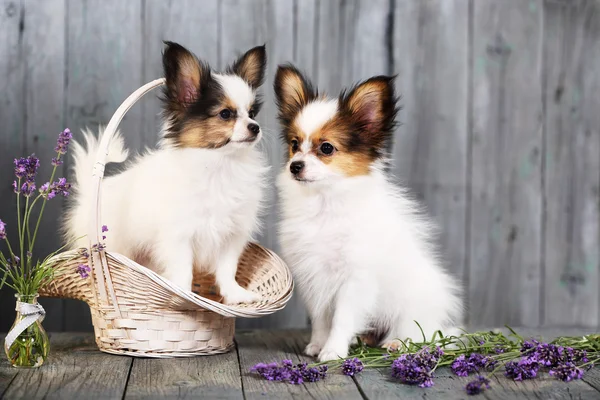 两只幼犬在篮子里 — 图库照片