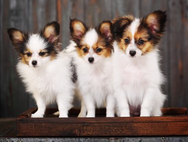üç köpek yavrusu
