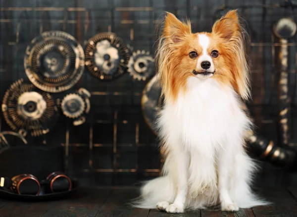 Köpek steampunk tarzı — Stok fotoğraf