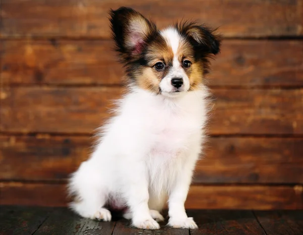 Papillon valp porträtt — Stockfoto