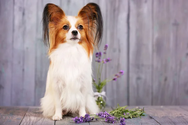 Perro razas papillon con lavanda — Foto de Stock