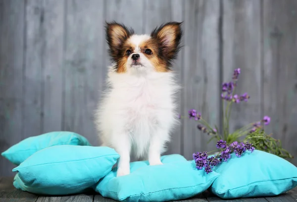 Puppy standing on a cushion — Stock Photo, Image