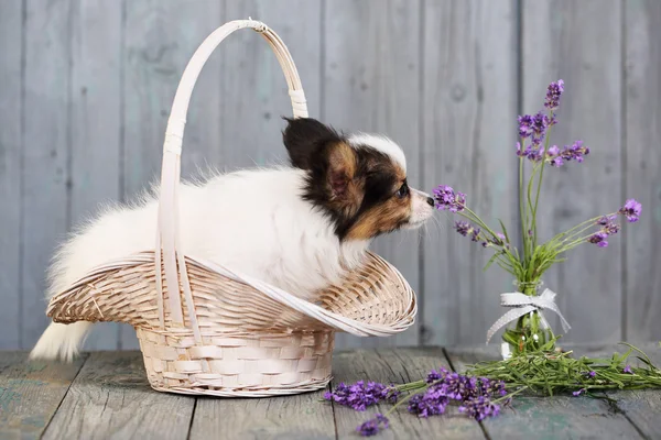 Cachorro farejando lavanda — Fotografia de Stock