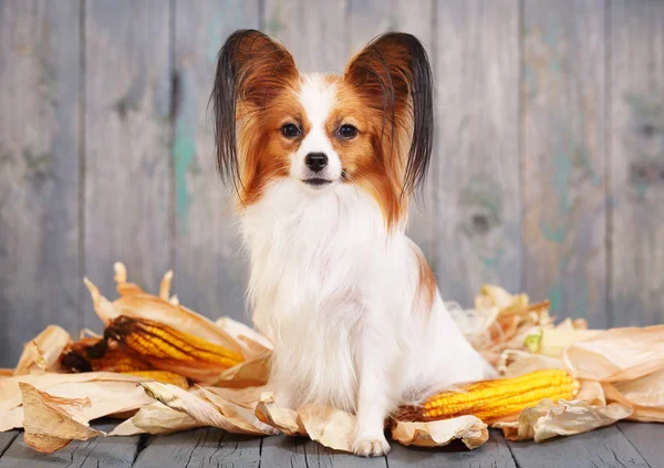 Lindo perrito razas papillon —  Fotos de Stock