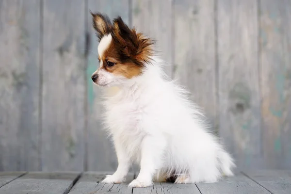 かわいい子犬のパピヨンの肖像画 — ストック写真
