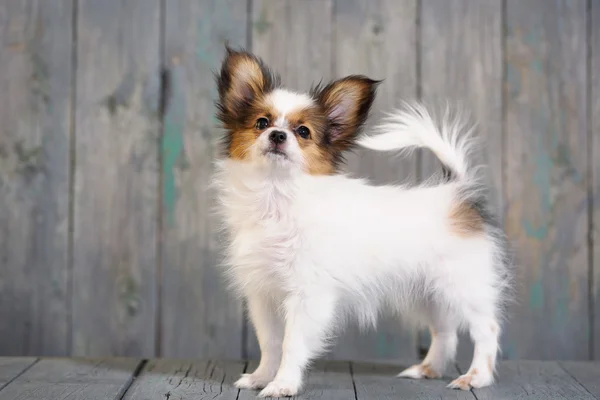 かわいい小さな子犬パピヨンの肖像画 — ストック写真