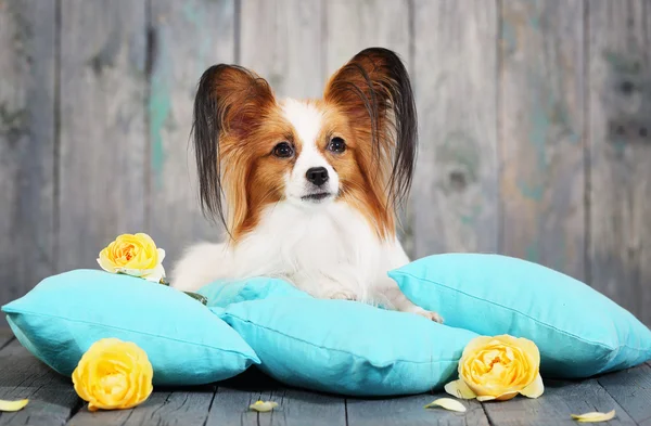 Dog lying on pillows — Stock Photo, Image