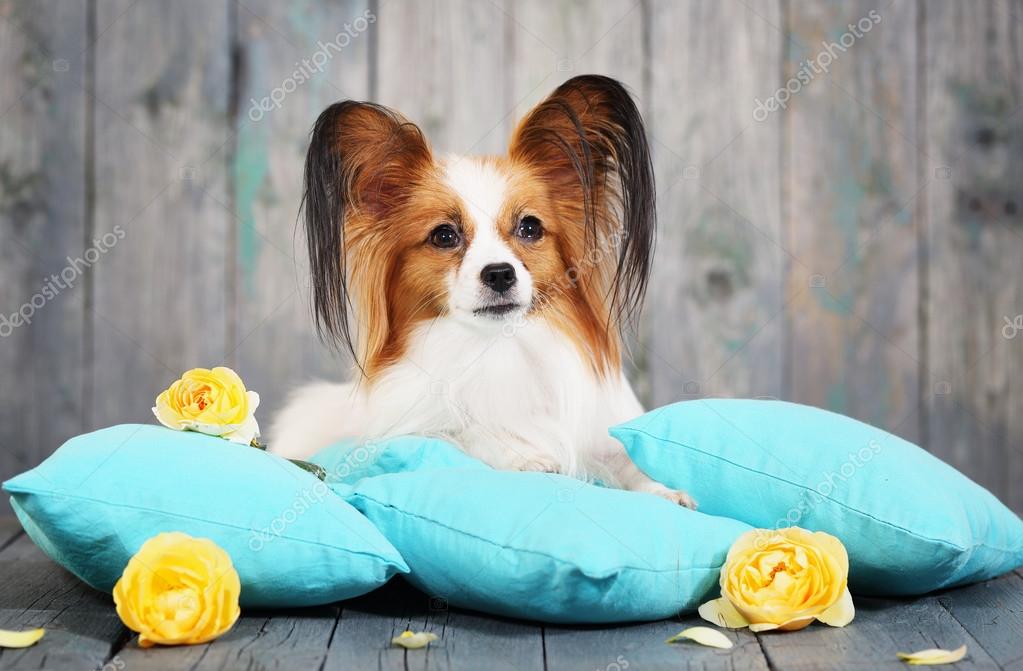 Dog lying on pillows Stock Photo by ©mallivan 124317010