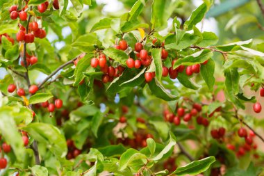 Bir yaz günü çalılıklarda olgun, sulu meyveler.