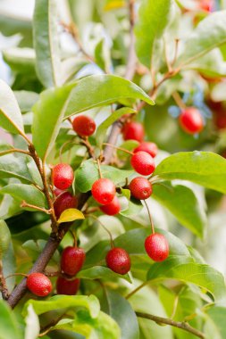Bir yaz günü çalılıklarda olgun, sulu meyveler.