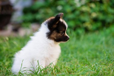 # Güzel küçük papillon yavrusu yaz bahçesinde #