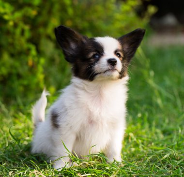 # Güzel küçük papillon yavrusu yaz bahçesinde #