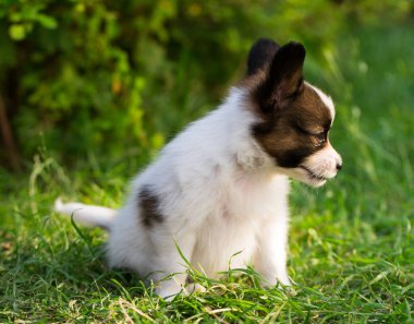 # Güzel küçük papillon yavrusu yaz bahçesinde #