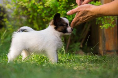 # Güzel küçük papillon yavrusu yaz bahçesinde #