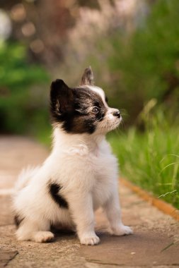 # Güzel küçük papillon yavrusu yaz bahçesinde #