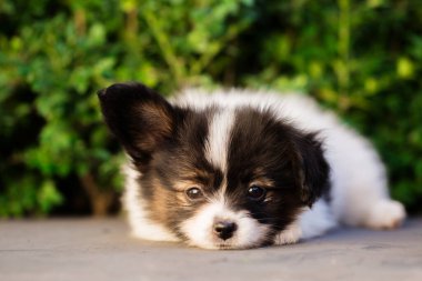 # Güzel küçük papillon yavrusu yaz bahçesinde #