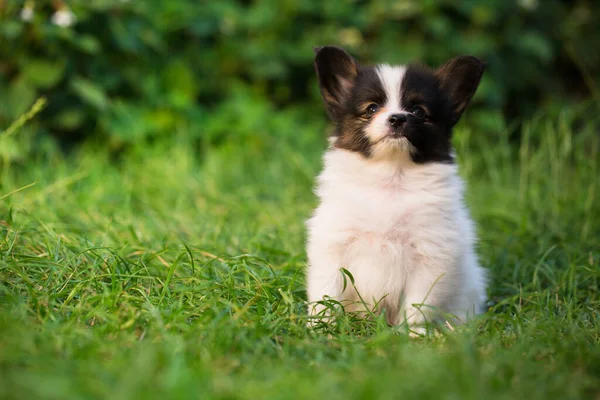 夏の庭でのパピロンの品種の美しい小さな子犬 — ストック写真