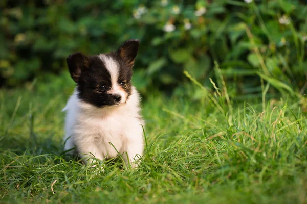 Schöne Kleine Welpen Der Papillon Rasse Sommergarten — Stockfoto