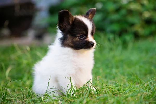 Schöne Kleine Welpen Der Papillon Rasse Sommergarten — Stockfoto