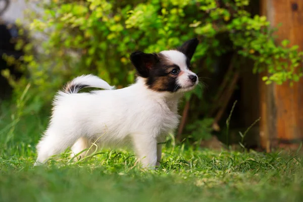 夏の庭でのパピロンの品種の美しい小さな子犬 — ストック写真