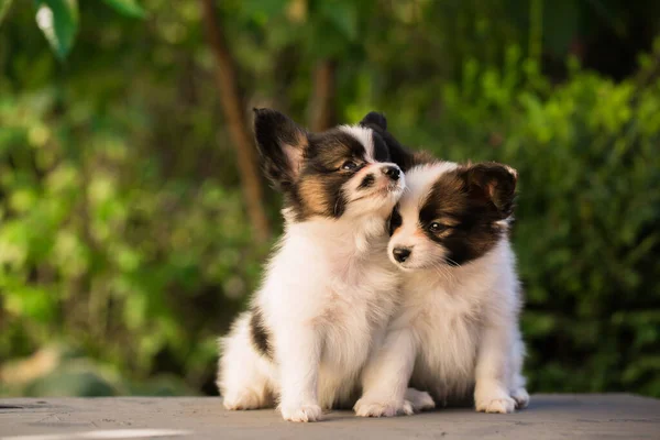 Niedliche Welpen Der Papillon Rasse Sommergarten — Stockfoto