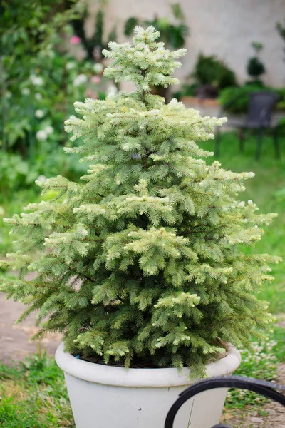 Abeto Azul Una Olla Grande Jardín Verano Imágenes De Stock Sin Royalties Gratis