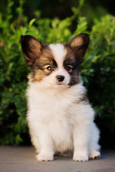 夏の庭でのパピロンの品種の美しい小さな子犬 ロイヤリティフリーのストック写真