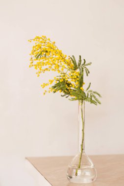 Cam bir vazoda mis kokulu bahar mimozası dalları.