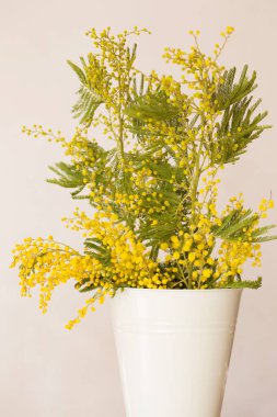 Beyaz bir vazoda mis kokulu bahar mimozası dalları.