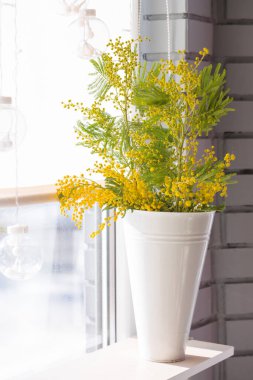 Güneşli bir pencerede beyaz bir vazoda mis kokulu bahar mimozasının açan dalı