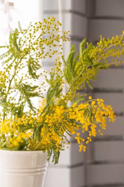 Güneşli bir pencerede beyaz bir vazoda mis kokulu bahar mimozasının açan dalı