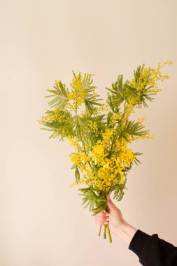 Elinde mis kokulu bahar mimozası dalları