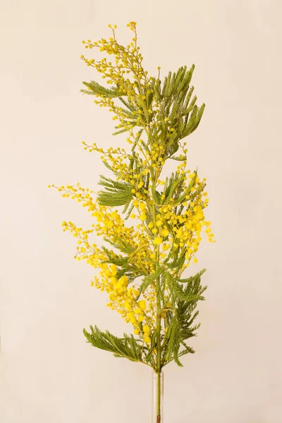 Blooming Branch Fragrant Spring Mimosa Glass Vase — Stock Photo, Image