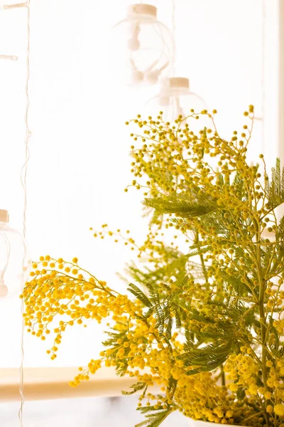 Ramo Florescente Mimosa Primavera Fragrante Vaso Branco Uma Janela Ensolarada — Fotografia de Stock
