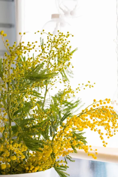 Цветущая Ветвь Ароматной Весенней Мимозы Белой Вазе Солнечном Окне — стоковое фото