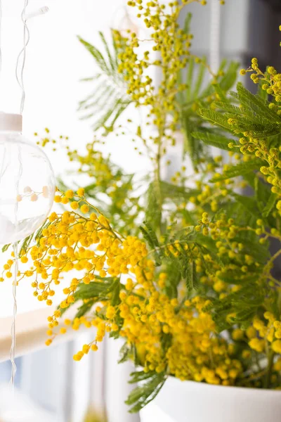 Ramo Fiorito Mimosa Fragrante Primavera Vaso Bianco Una Finestra Soleggiata — Foto Stock