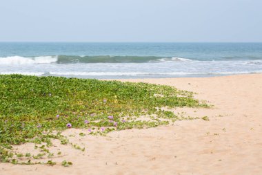 Sabah okyanusta Liana, yaz arkaplanı.