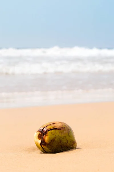 Big Coconut Sand Ocean Summer Background — Stock Photo, Image