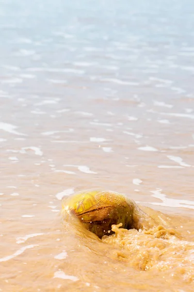 Big Coconut Sand Ocean Summer Background — Stock Photo, Image